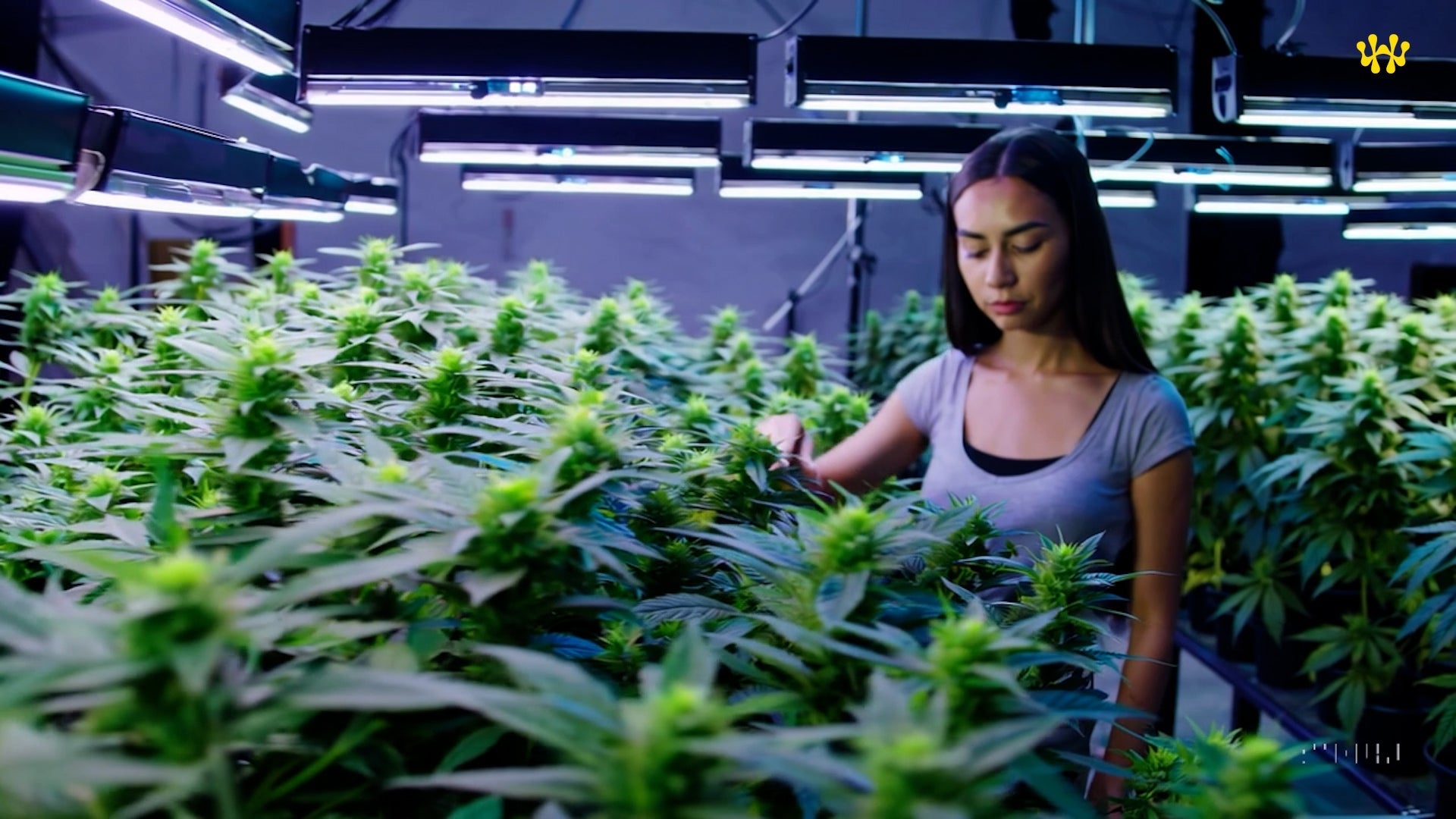 Únete a la primera sesión del Centro de Entrenamiento de Hablemos de Weed