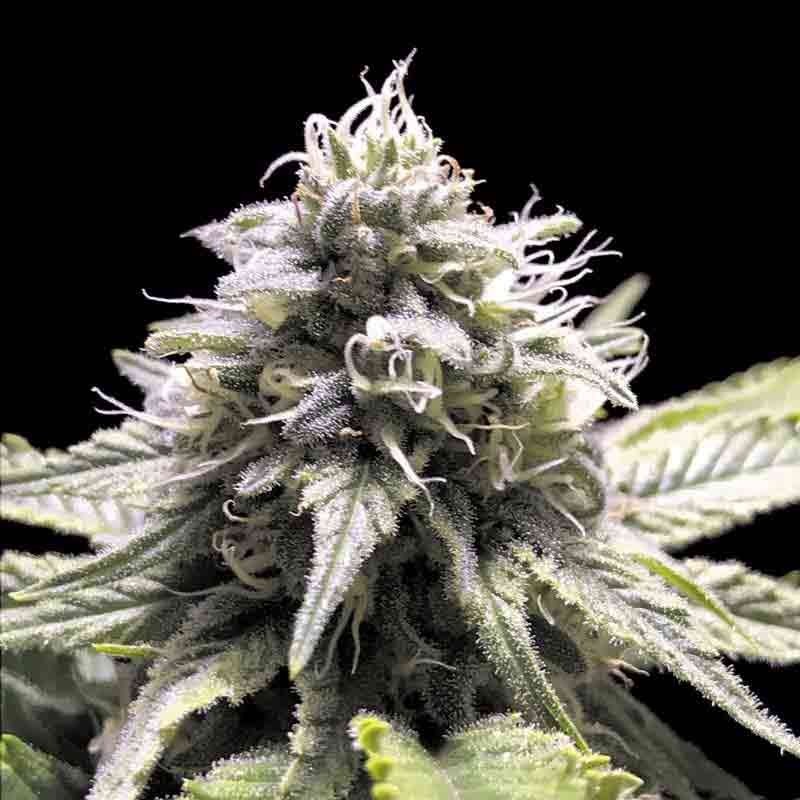 RKIEM SEEDS DARK KUSH AUTO 1UD