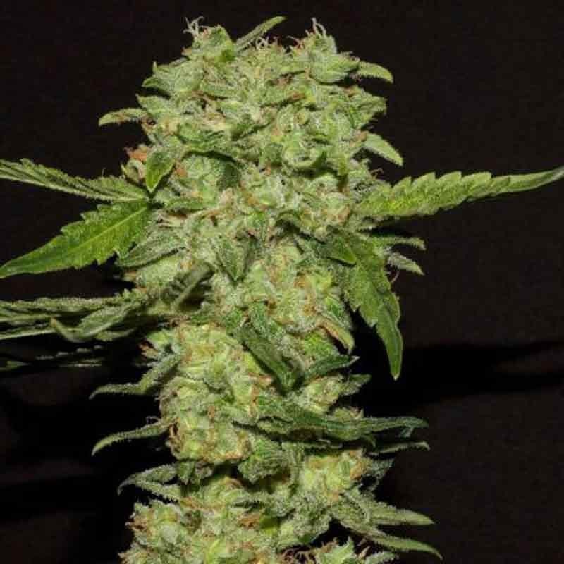 RKIEM SEEDS PORTELA 10UDS