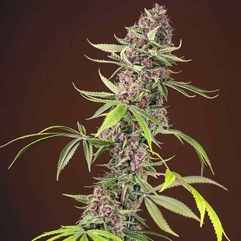 SWEET SEEDS RED MANDARINE F1 3+1UDS