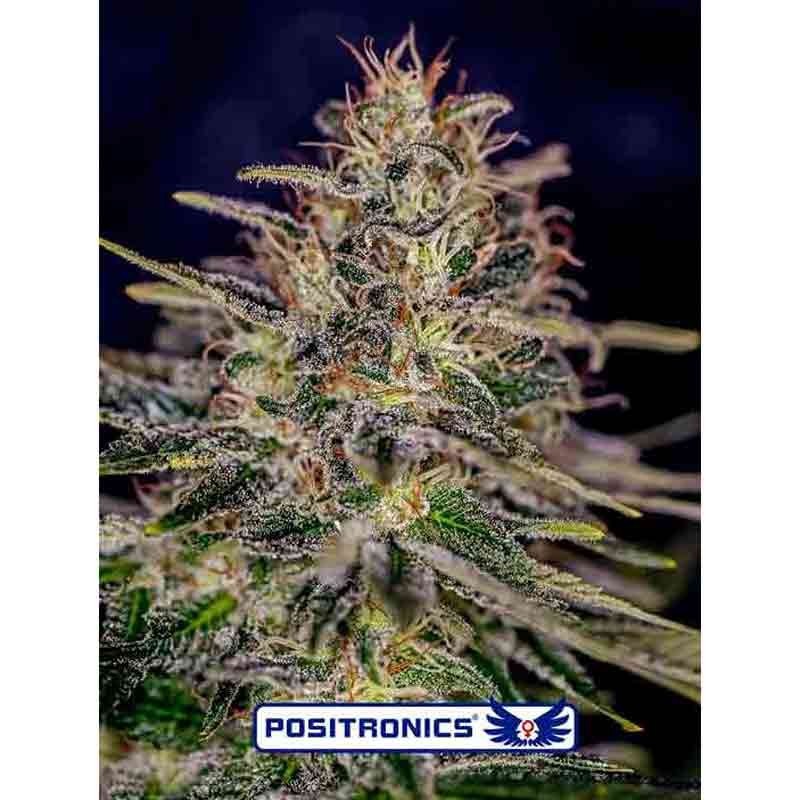 POSITRONICS LEMON TRIP 5UDS