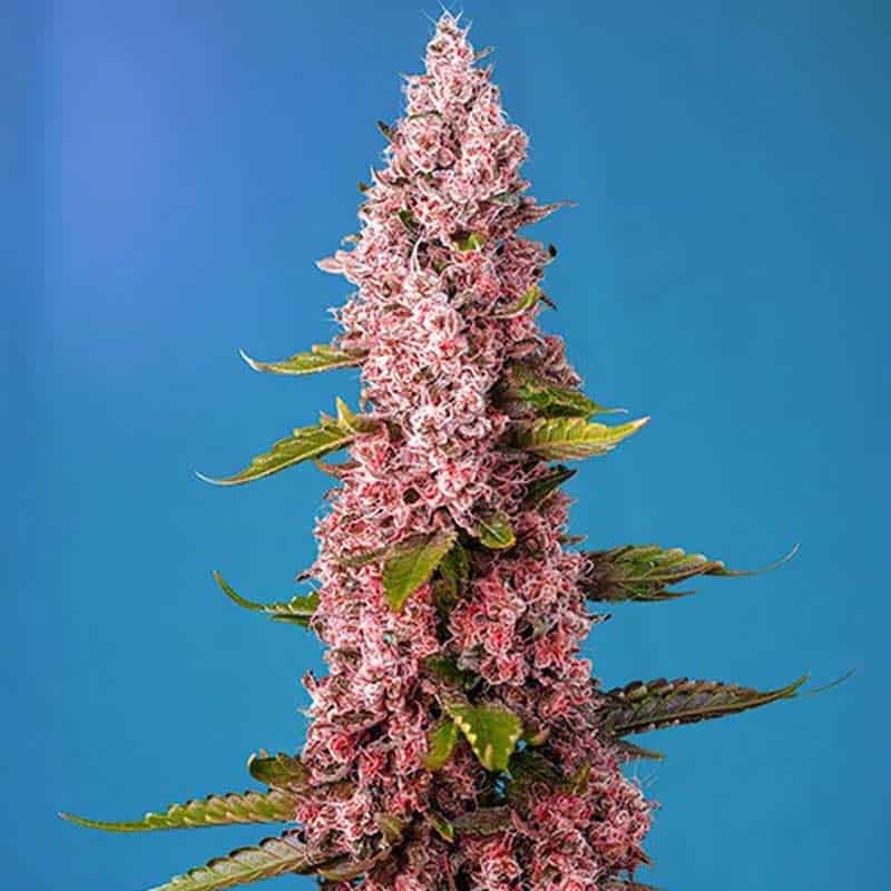 SWEET SEEDS RED HOT COOKIES 3+1UDS