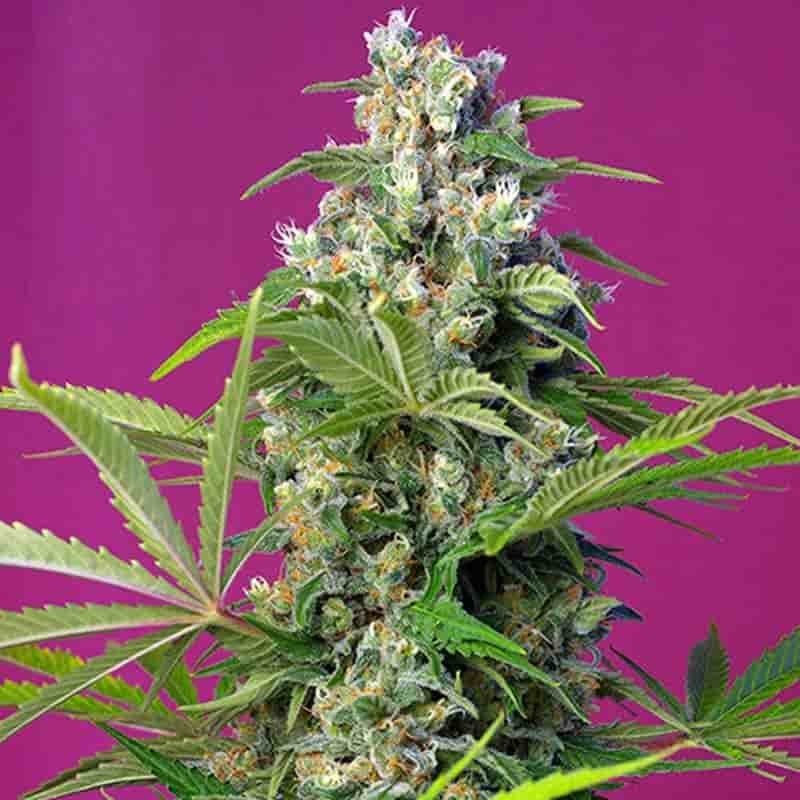 SWEET SEEDS GORILLA GIRL 3+1UDS