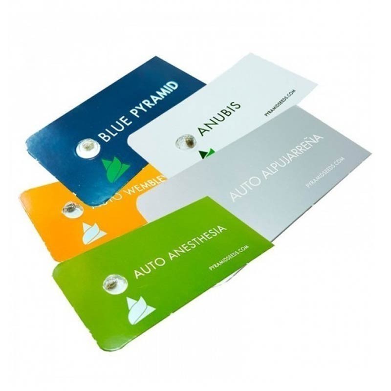 PYRAMID SEEDS RAMSES 1UD