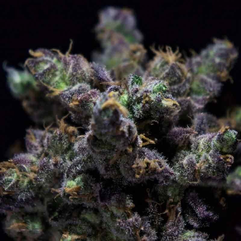 RKIEM SEEDS HARYBO 1UD