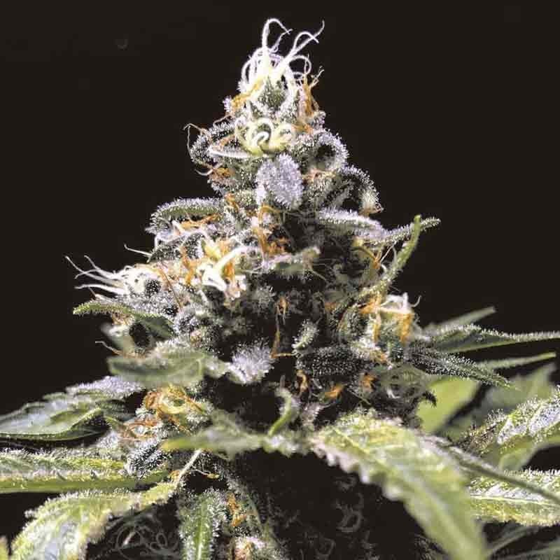 RKIEM SEEDS CONDOR AUTO 1UD