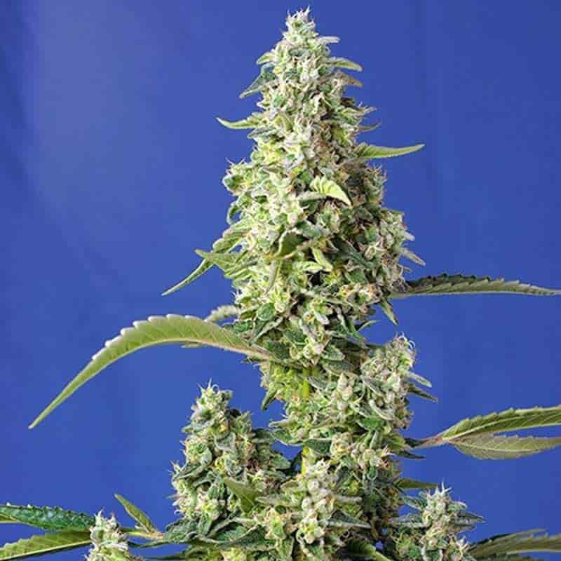 SWEET SEEDS GORILLA GIRL XL AUTO 3+1UDS