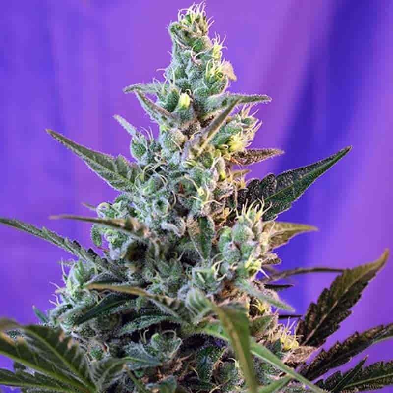 SWEET SEEDS SWEET SKUNK AUTO 25UDS