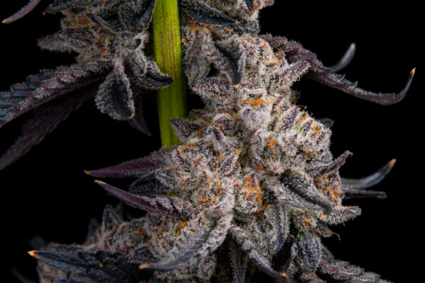 Pure Inferno - Apocalypseeds