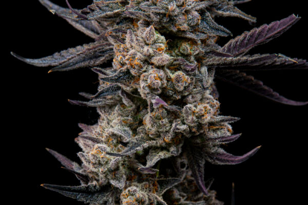 Pure Inferno - Apocalypseeds