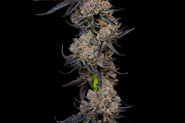 Pure Inferno - Apocalypseeds