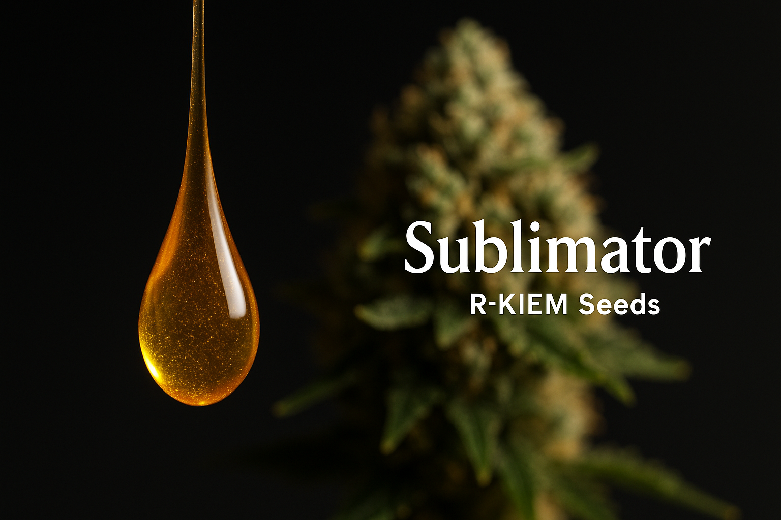 Sublimator de R-KIEM Seeds: genética premium para extracciones