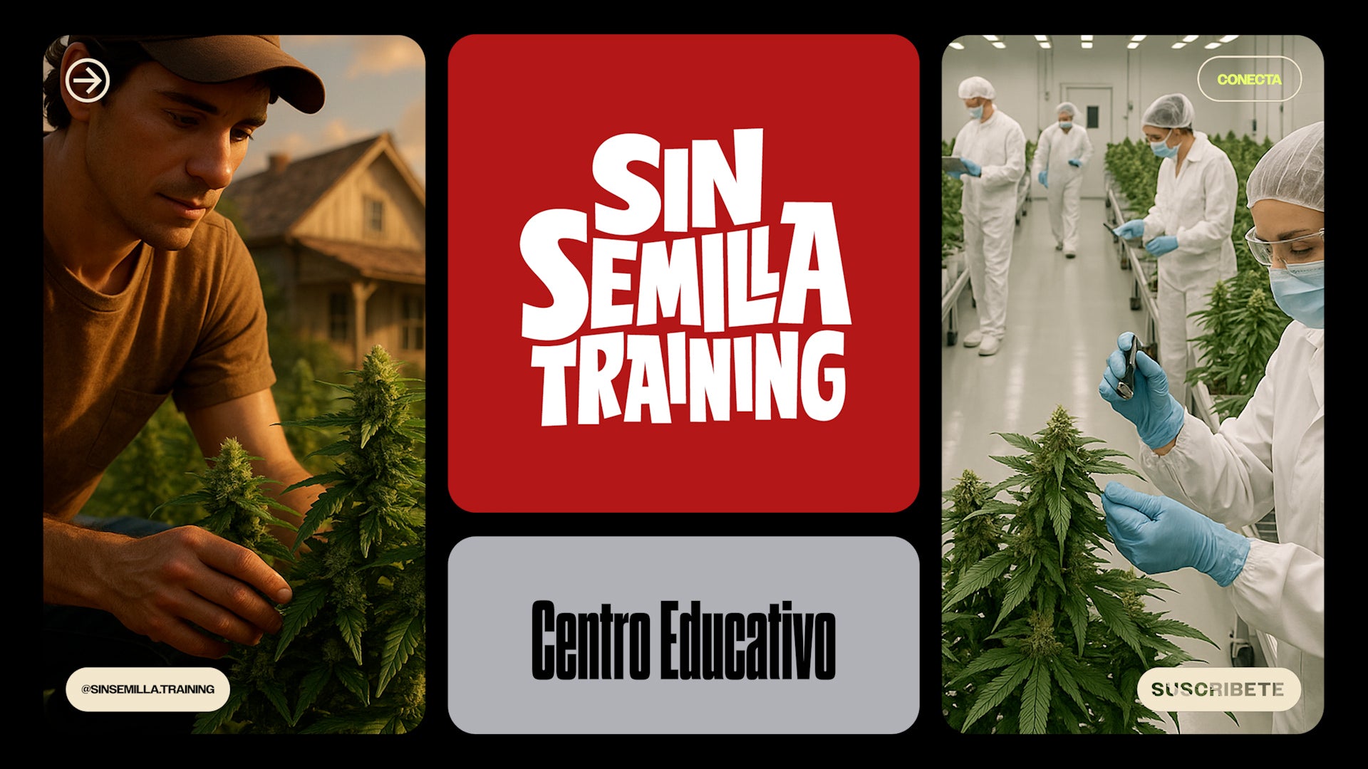 SinSemilla Training: aprende de los mejores maestros del cannabis en Chile y Latinoamérica