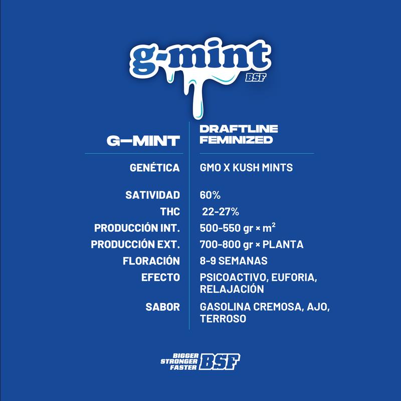 G-MINT 2UDS BSF SEEDS
