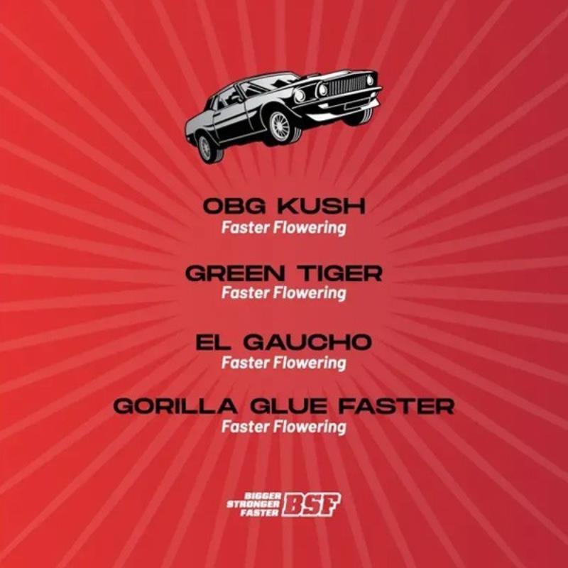 FASTER AND FURIOUS FASTER MIX 12 UDS BSF SEEDS