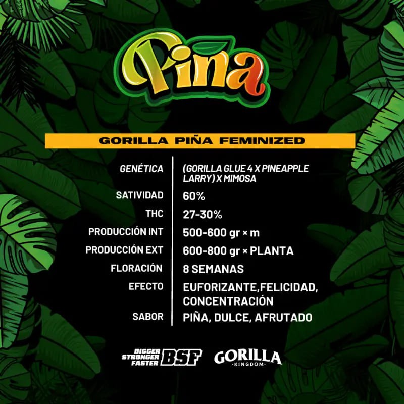 GORILLA PIÑA GK 2UDS BSF SEEDS