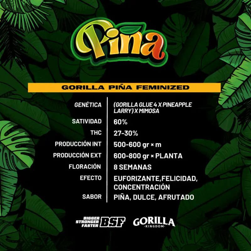 GORILLA PIÑA GK 7UDS BSF SEEDS