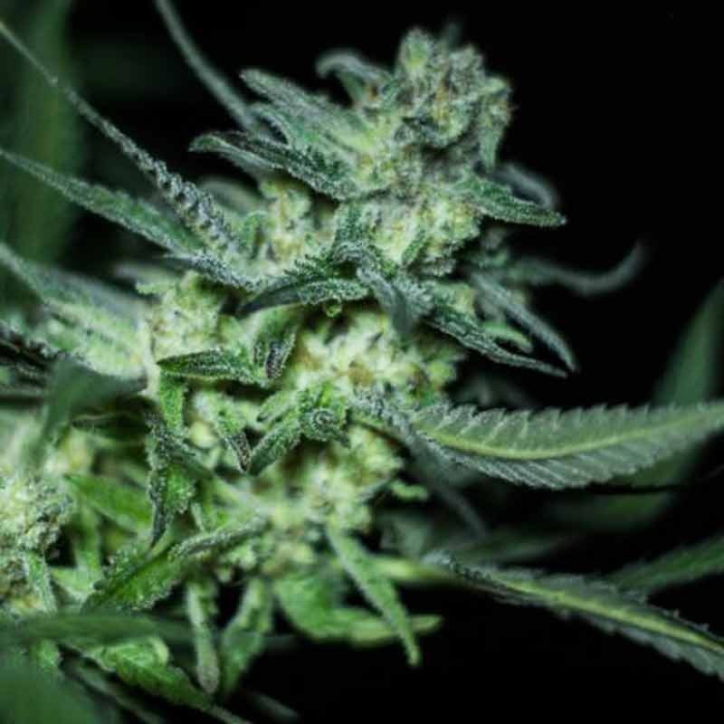 RKIEM SEEDS ELI 3UDS