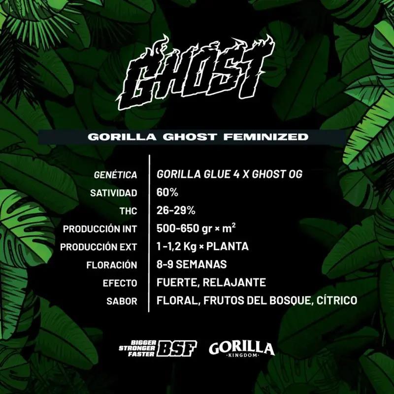 GORILLA GHOST GK 2UDS BSD SEEDS