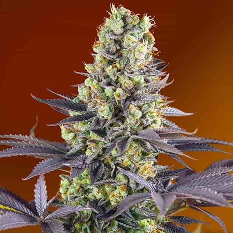 SWEET SEEDS SWEET ZENZATION 3+1UDS