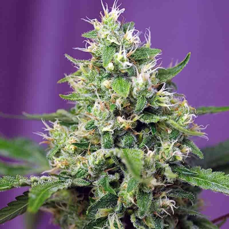 SWEET SEEDS SWEET AMNESIA HAZE XL AUTO 3+1UDS