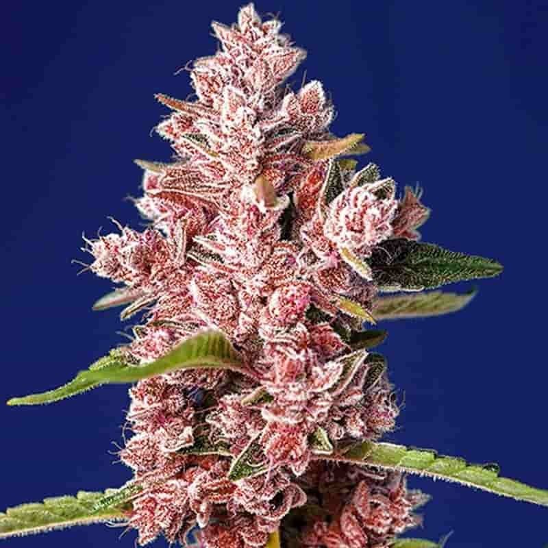 SWEET SEEDS TROPICANNA POISON F1 3+1UDS