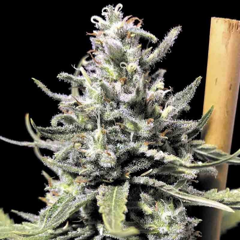 RKIEM SEEDS THUNDER AUTO 1UD
