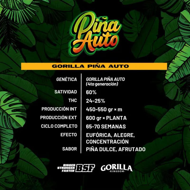 GORILLA PIÑA AUTO 4UDS BSF SEEDS