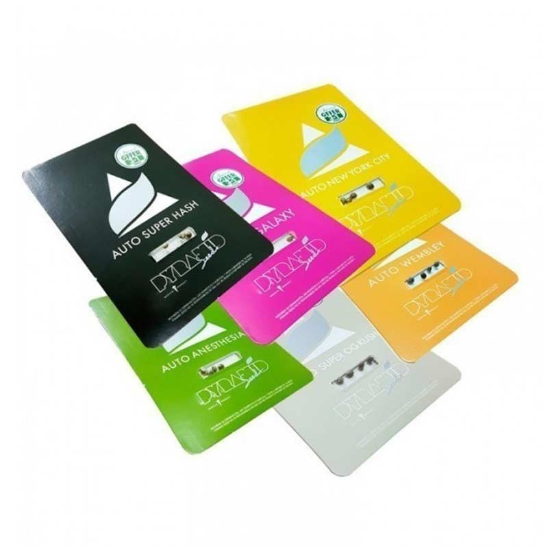 PYRAMID SEEDS LENNON 3UDS