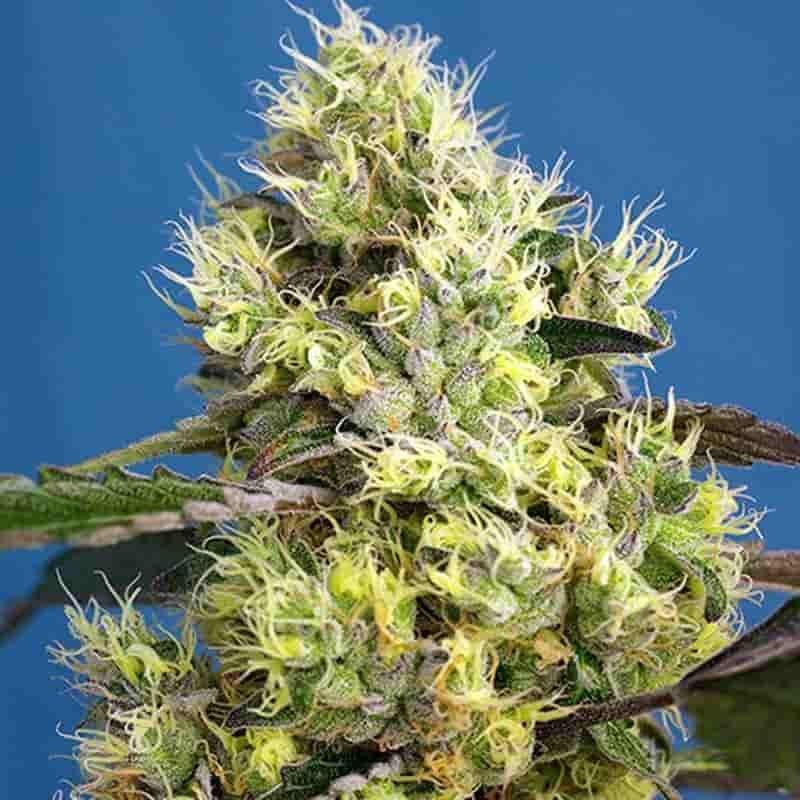 SWEET SEEDS SWEET GELATO AUTO 3+1UDS