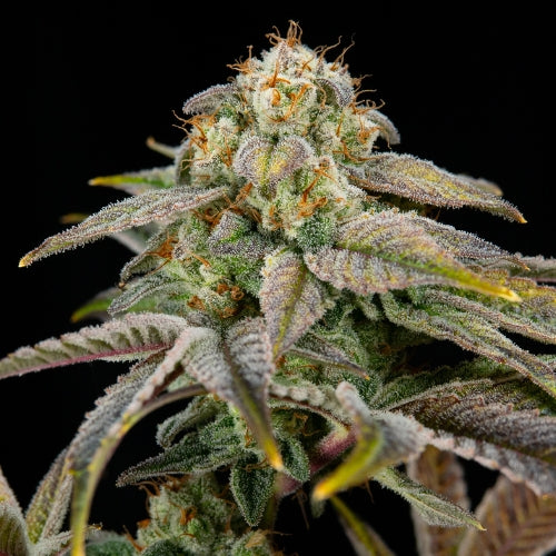 Chingue - 710 Seeds