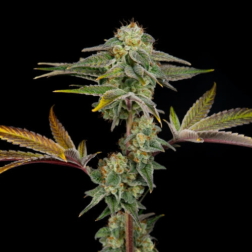 Chingue - 710 Seeds