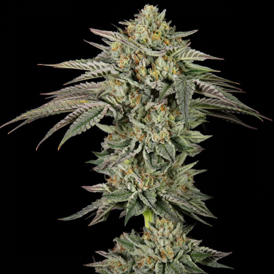 Mints Velvet Gary - CTM Seeds