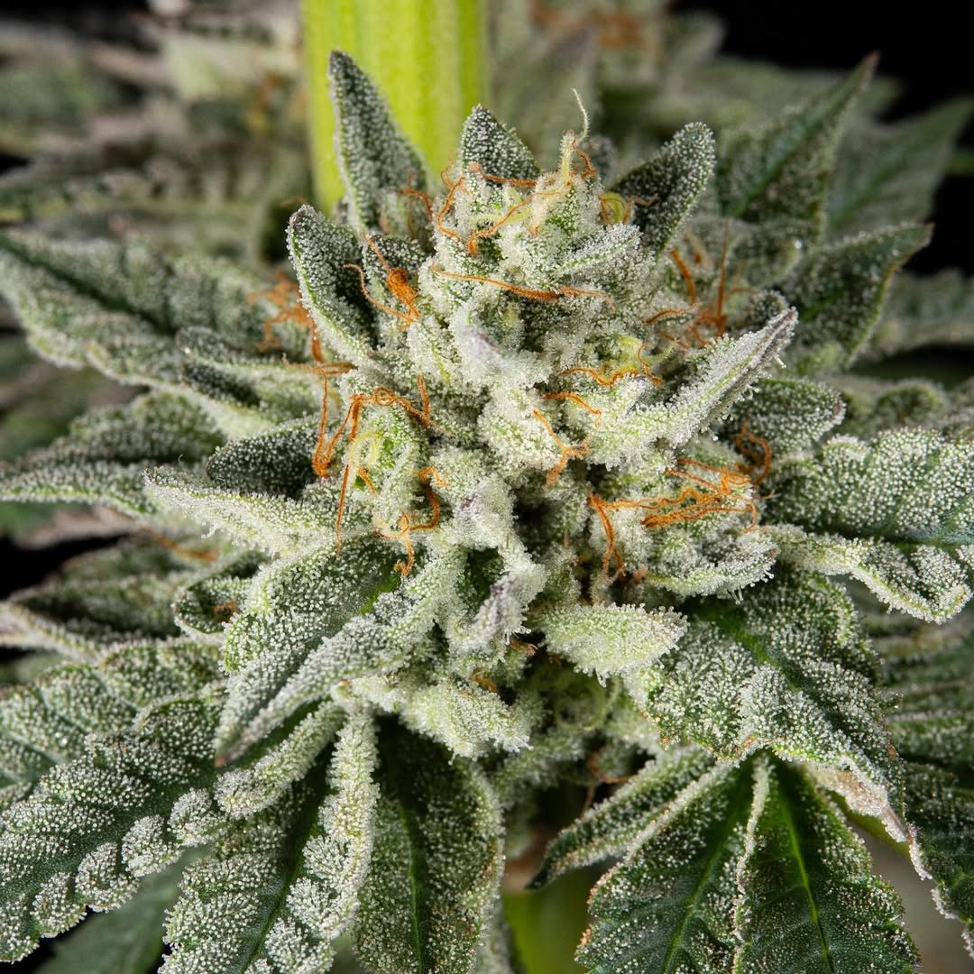 Mints Velvet Gary - CTM Seeds