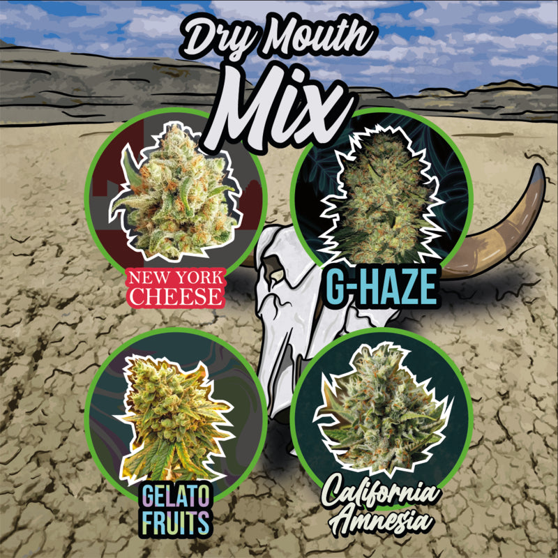 DELIRIUM SEEDS MIX DRY MOUTH LINE AUTO 8UDS