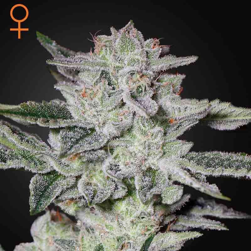 GREEN HOUSE SWEET VALLEY KUSH 3UDS