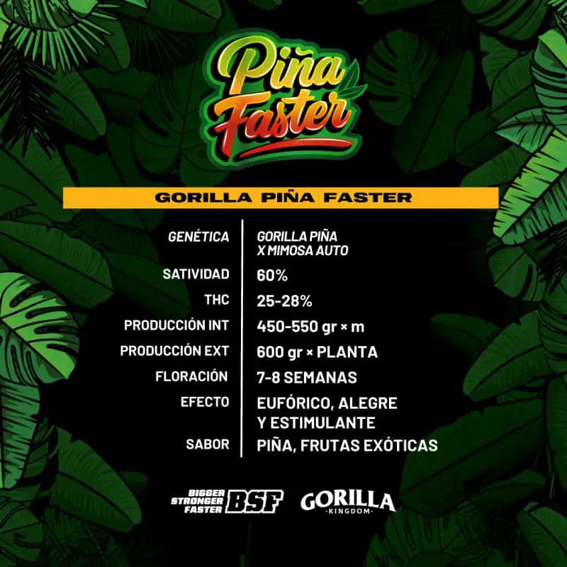 GORILLA PIÑA FF GK 4UDS BSF SEEDS