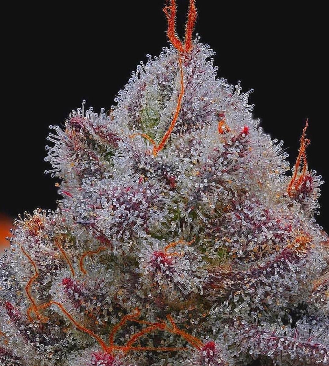 RKIEM SEEDS EL XUPET NEGRE 1UD