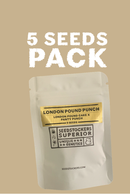 SEEDSTOCKERS - LONDON POUND PUNCH (5)