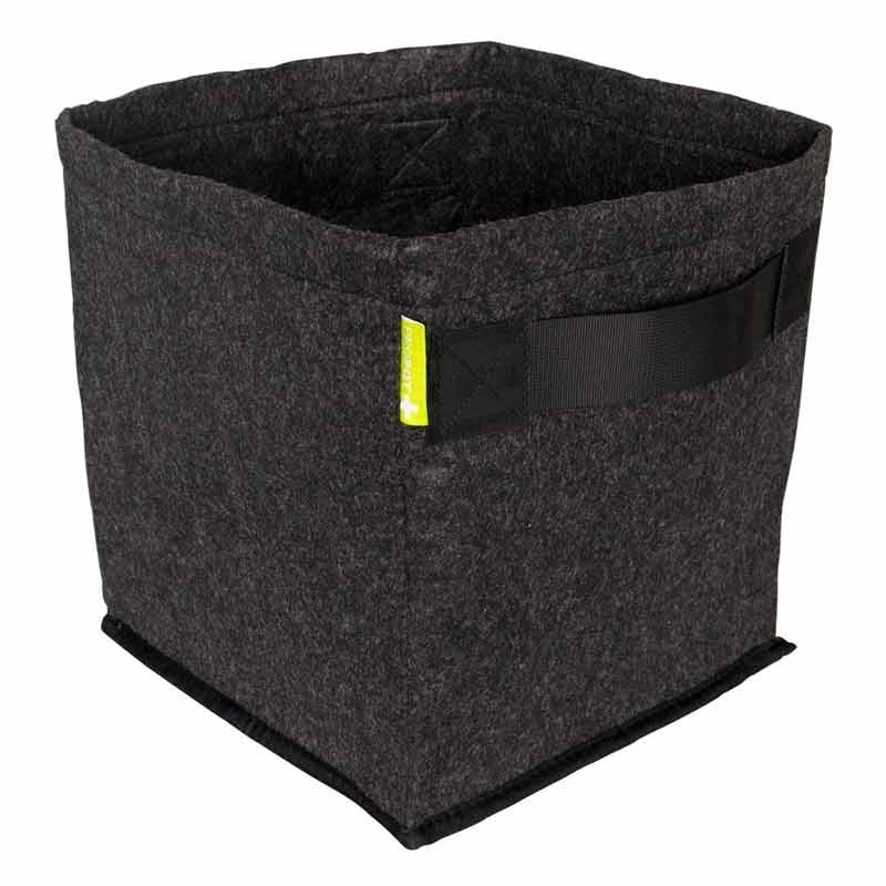 Kit Plantas Gigantes: Exterior TANGY TREE - Fem