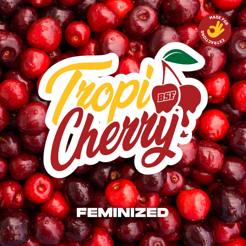 TROPI CHERRY 4UDS BSF SEEDS