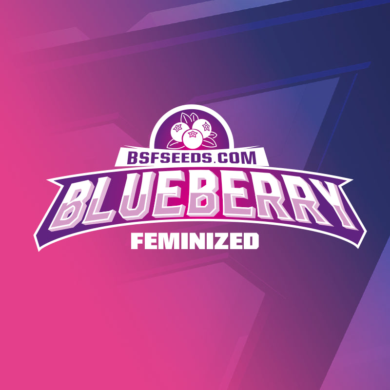 BLUEBERRY FEM 2UDS BSF SEEDS