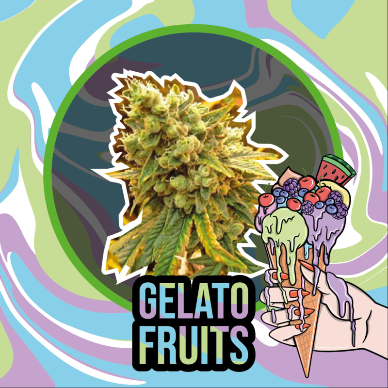 DELIRIUM SEEDS GELATO FRUITS AUTO 2UDS