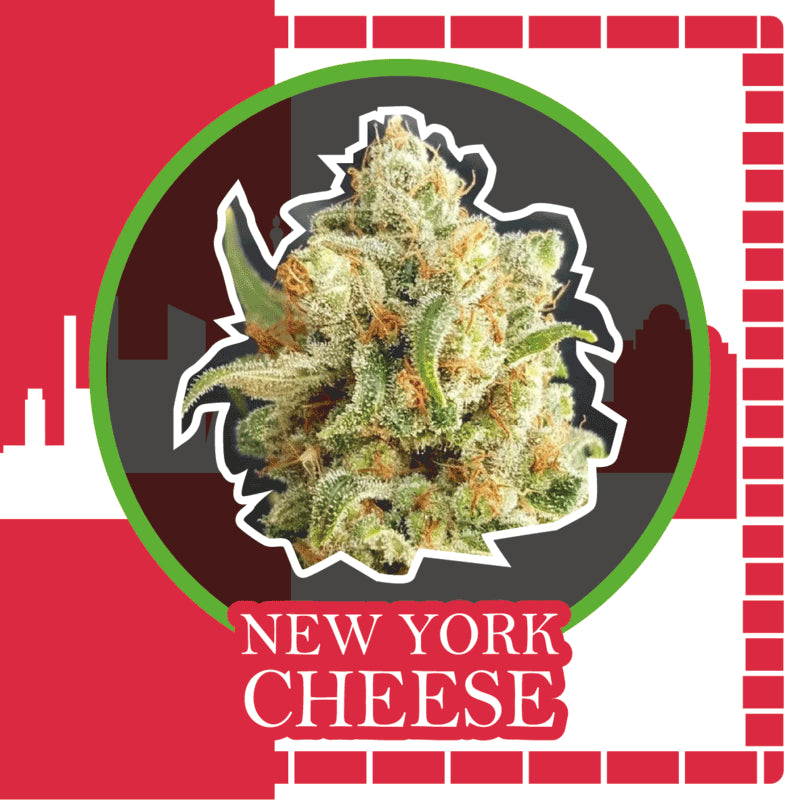 DELIRIUM SEEDS NEW YORK CHEESE AUTO 2UDS