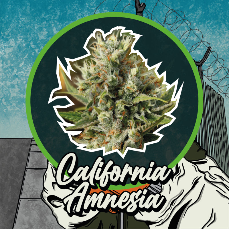 DELIRIUM SEEDS CALIFORNIA AMNESIA AUTO 4UDS