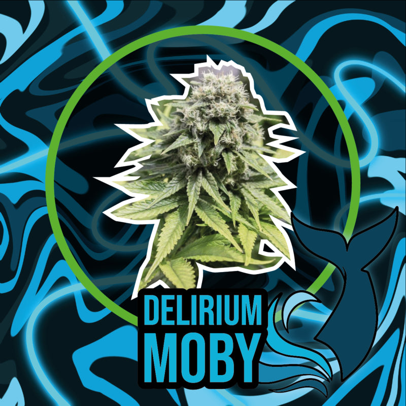 DELIRIUM SEEDS DELIRIUM MOBY AUTO 2UDS