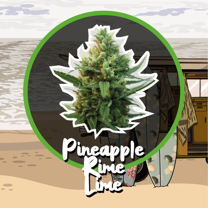 DELIRIUM SEEDS PINEAPPLE RIME LINE AUTO 2UDS