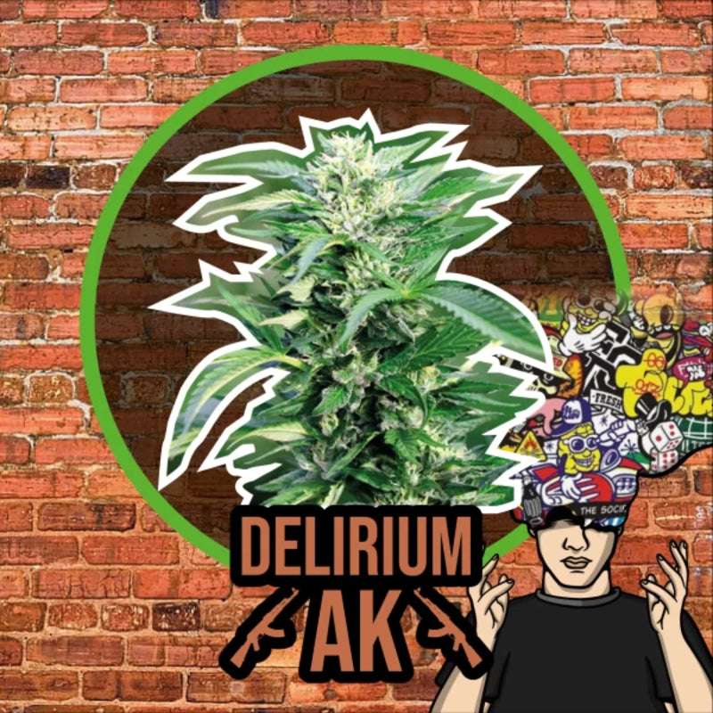 DELIRIUM SEEDS DELIRIUM AK AUTO 2UDS