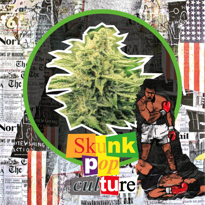 DELIRIUM SEEDS SKUNK POP CULTURE AUTO 2UDS