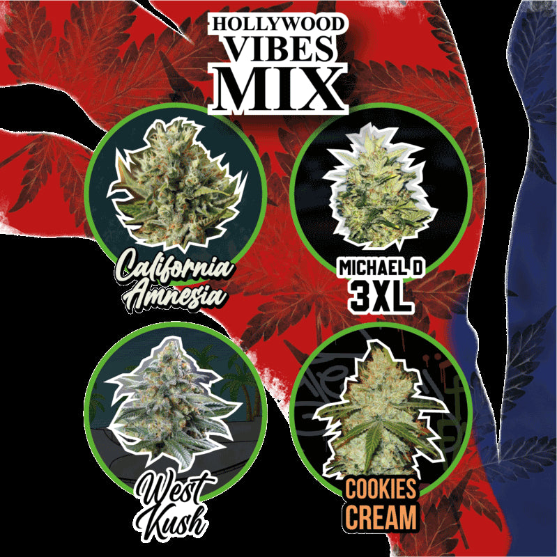 DELIRIUM SEEDS MIX HOLLYWOOD VIBE AUTO 8UDS